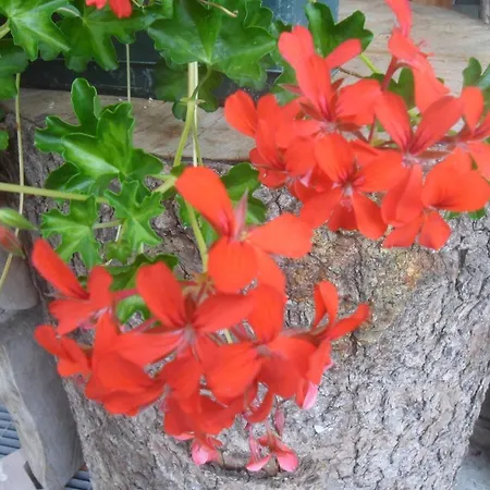 Oda ve Kahvaltı Sol Fiori