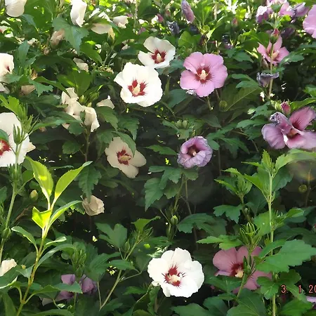 Sol Fiori Bed & Breakfast 3*