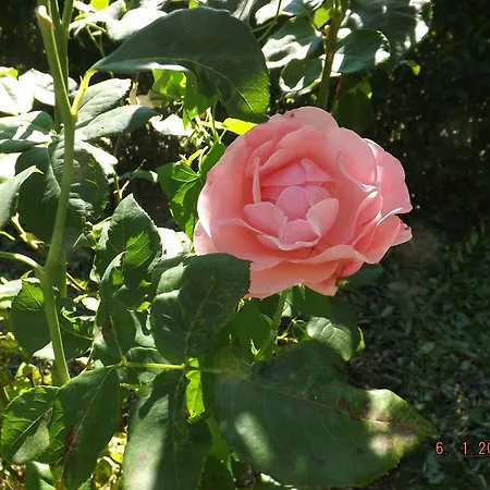 Sol Fiori Bed & Breakfast