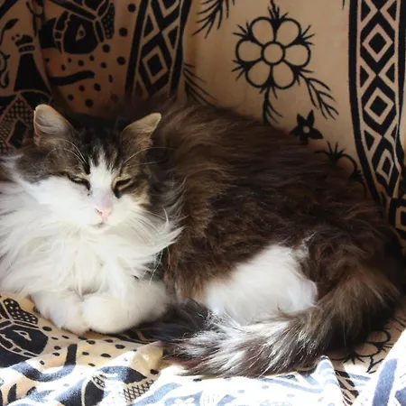 Bed & Breakfast Sol Fiori 3*