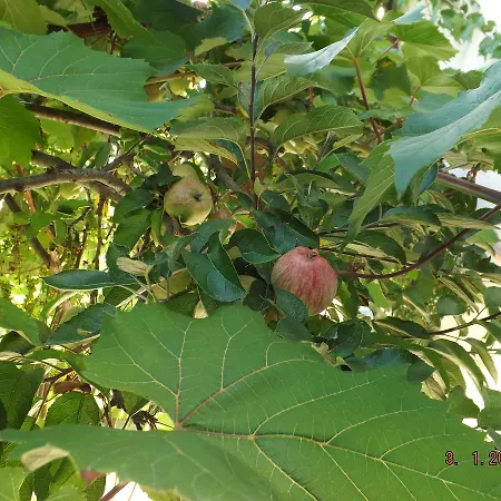 Bed & Breakfast Sol Fiori Agordo
