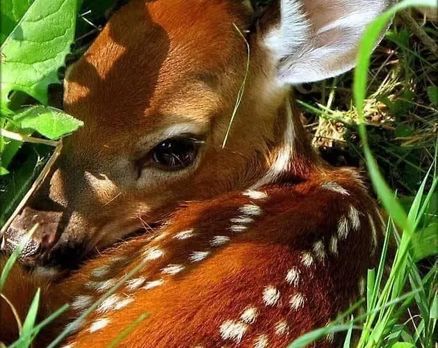 Sol Fiori 3* Агордо