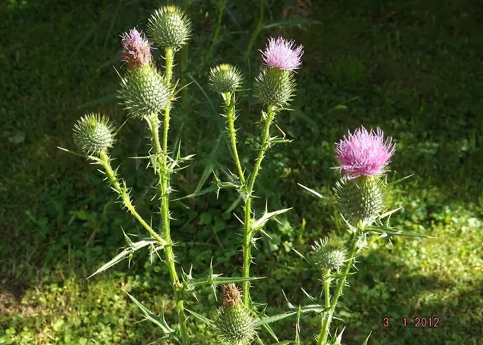 Sol Fiori 3* Агордо