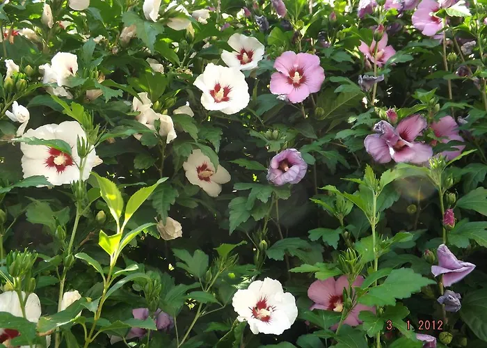 Sol Fiori Отель типа 