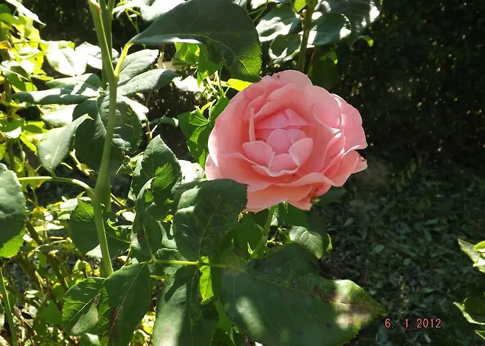 Sol Fiori Отель типа 